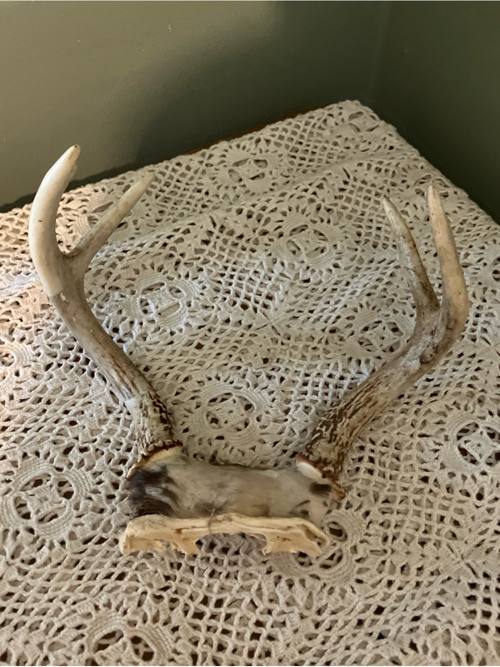 6 Point Real Whitetail Deer Antlers And Scull Cap Taxidermy Crafts More